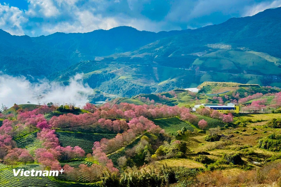 The O Long tea hill forms a lively ink-wash scene, with lush green tea fields dotted with pale-pink cherry trees. (Photo: Vietnam+)