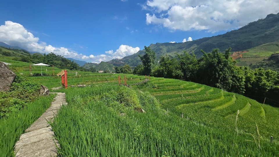 Narrow paths through the rice fields provide ideal walking and exploration experiences for visitors to Ta Van. (Photo: VNA)