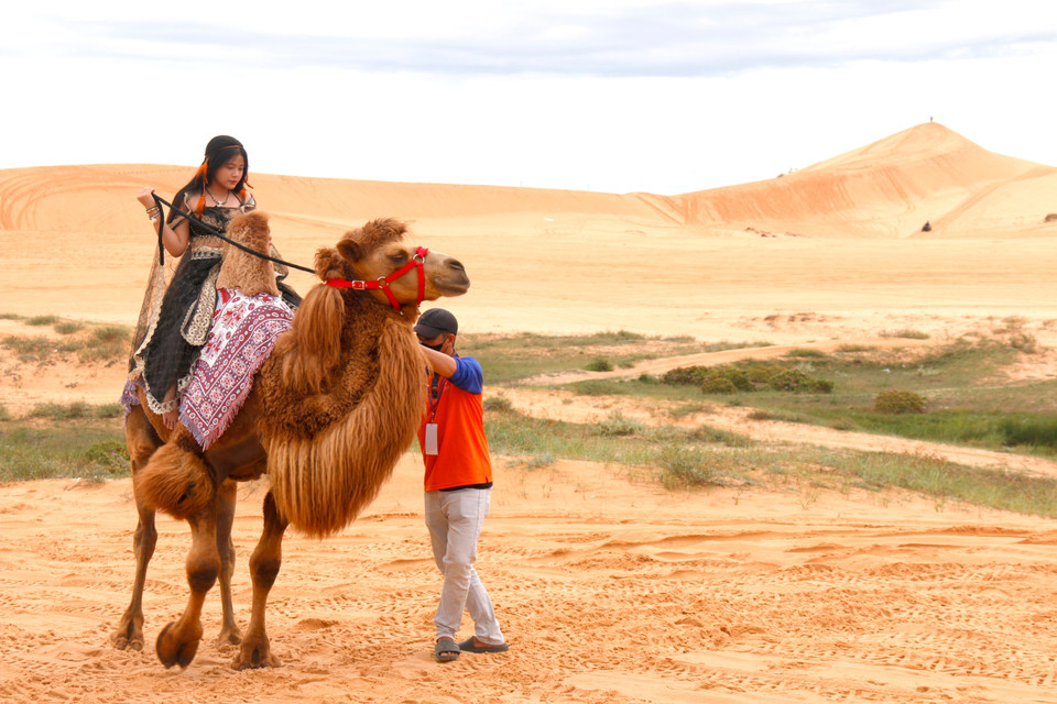 Riding camels at Bau Trang Scenic Site, part of the Mui Ne National Tourist Area plan, is a popular activity among visitors. (Photo: VNA)