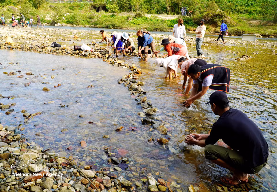 Villagers gather along the Truong River, carrying stones to build a dam across the stream for fishing. (Photo: VNA)