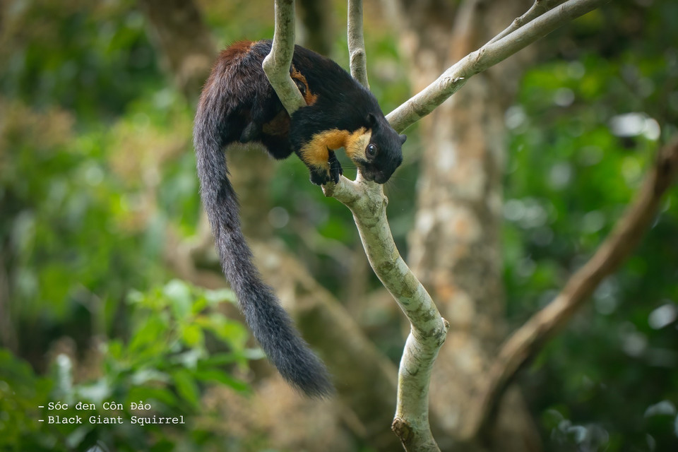 This is Vietnam’s third protected area – and the 101st globally – to achieve Green List status. In photo: the Con Dao black squirrel, an endemic species of the park. (Photo: VNA)