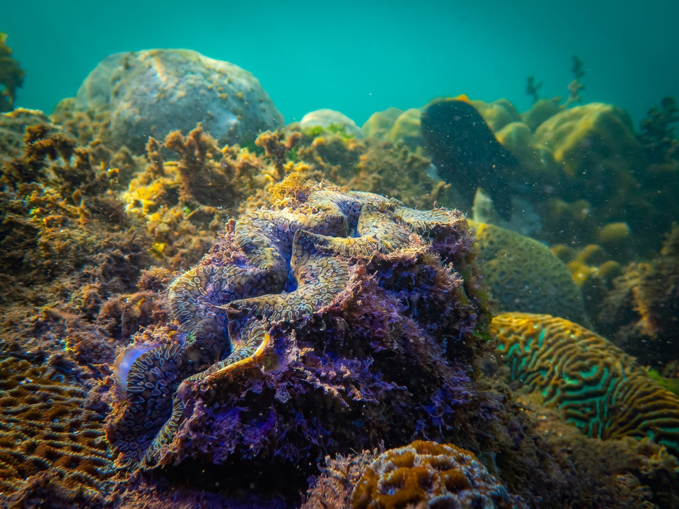 Unlike World Heritage sites or biosphere reserves, the Green List focuses on management processes and tangible outcomes. It is a global benchmark for measuring success in biodiversity conservation. In photo: giant clams in the marine protected area of Con Dao National Park. (Photo: VNA)