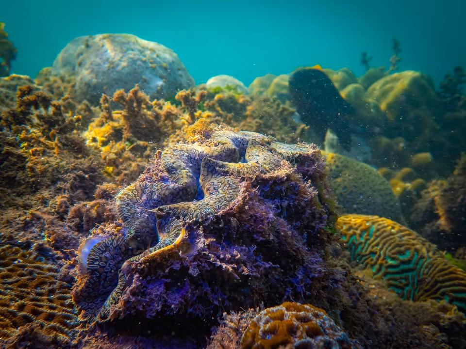 Unlike World Heritage sites or biosphere reserves, the Green List focuses on management processes and tangible outcomes. It is a global benchmark for measuring success in biodiversity conservation. In photo: giant clams in the marine protected area of Con Dao National Park. (Photo: VNA)