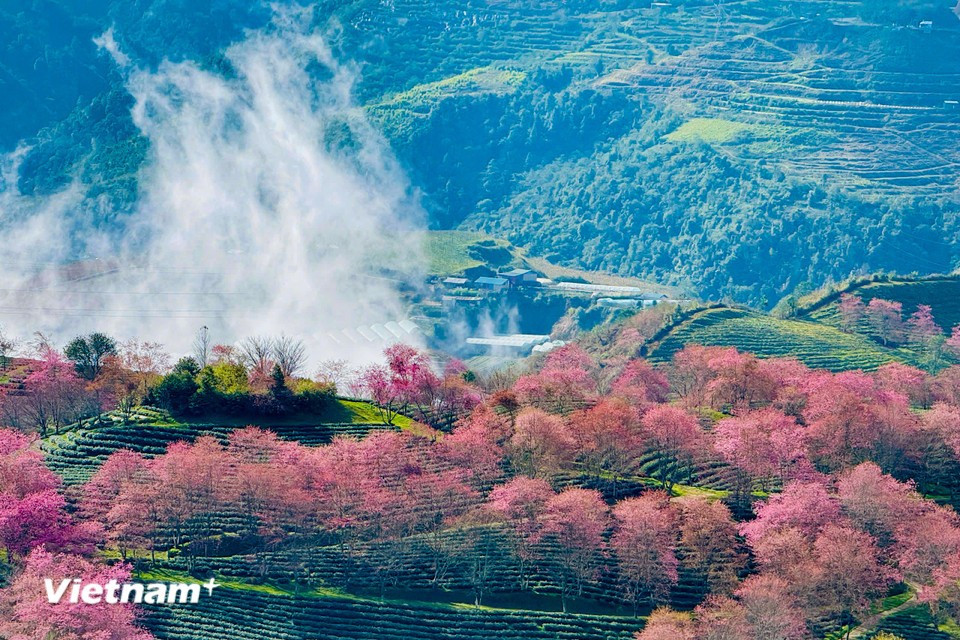 Cherry blossoms in the O Quy Ho area, Sa Pa ward, begin to bloom, appearing through layers of mist. (Photo: Vietnam+)