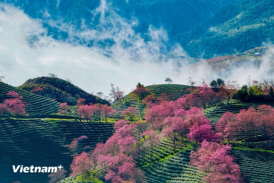 The bright pink blossoms create striking highlights on the green canvas of the north-western mountains. (Photo: Vietnam+)