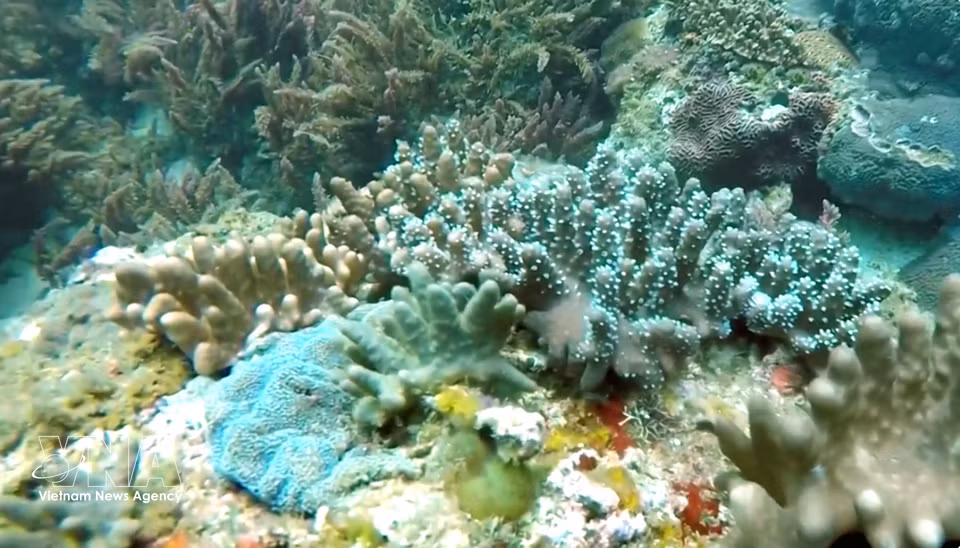 The Con Co Marine Protected Area, spanning around 4,300 hectares, is home to 954 species, including more than 260 species of fish and 137 species of coral, with some reefs considered among the best developed in Vietnam. (Photo: VNA)