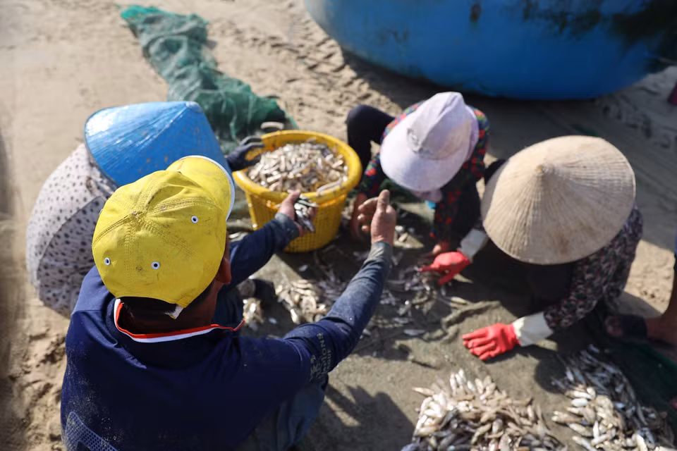 Fresh anchovy catches are weighed and purchased on the spot at Long Hai Beach. (Photo: VNA)