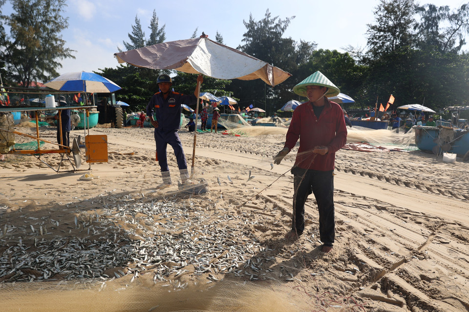 Anchovies typically appear in the coastal waters of Ho Chi Minh City from the ninth lunar month until the first lunar month of the following year, providing a stable source of income for near-shore fishing communities. (Photo: VNA)