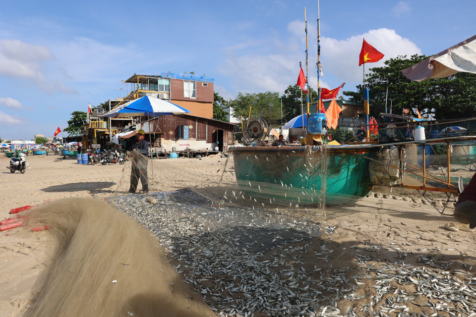 After being shaken from the nets, the fish are rinsed in seawater and sold directly to traders on the beach. (Photo: VNA)
