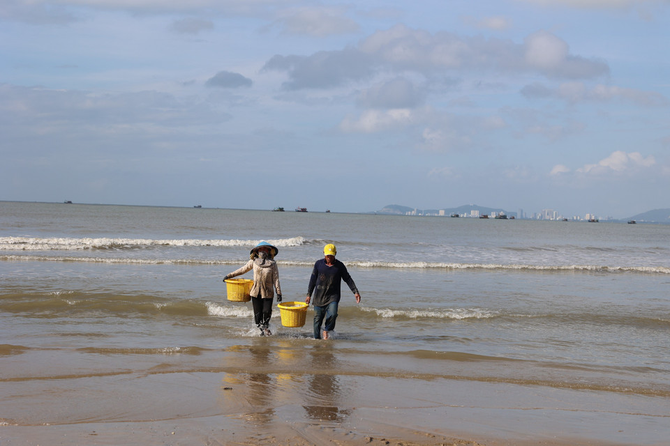 Anchovies typically appear in the coastal waters of Ho Chi Minh City from the ninth lunar month until the first lunar month of the following year, providing a stable source of income for near-shore fishing communities. (Photo: VNA)