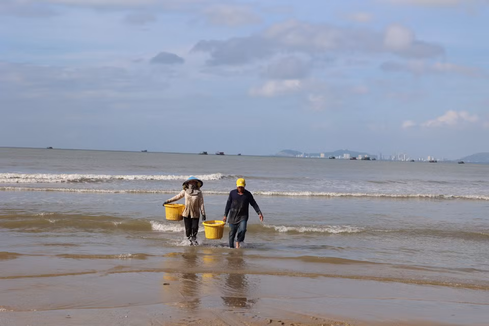 Anchovies typically appear in the coastal waters of Ho Chi Minh City from the ninth lunar month until the first lunar month of the following year, providing a stable source of income for near-shore fishing communities. (Photo: VNA)