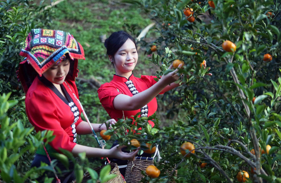 Visitors tour and experience mandarin orchards in Muong Yen hamlet, Chieng Coi ward. (Photo: VNA)
