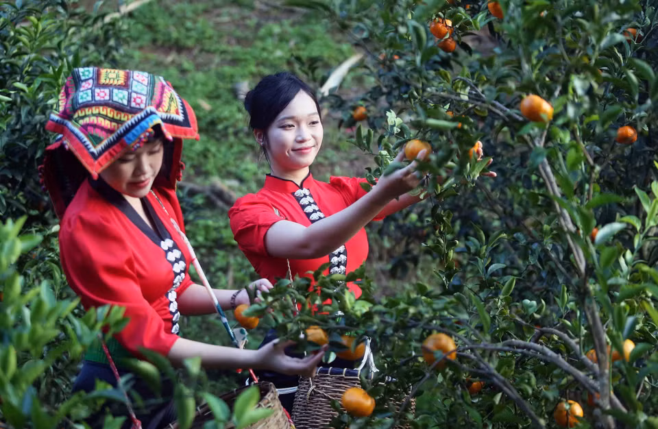 Visitors tour and experience mandarin orchards in Muong Yen hamlet, Chieng Coi ward. (Photo: VNA)