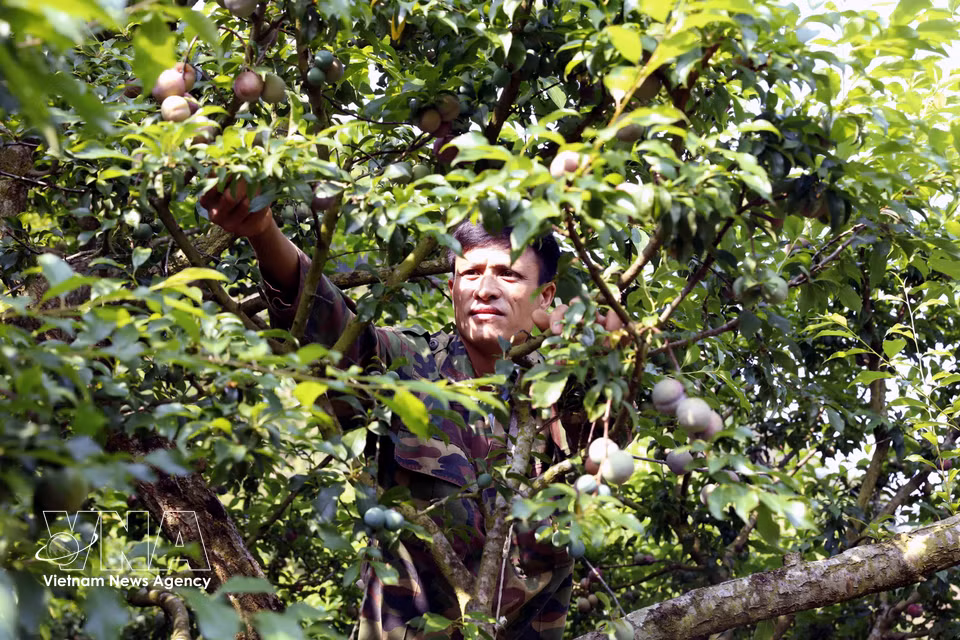 Nguyen Van Nam of Con Huat village, Phieng Khoai commune, Son La province, harvests early-ripening plums for market supply. (Photo: VNA)