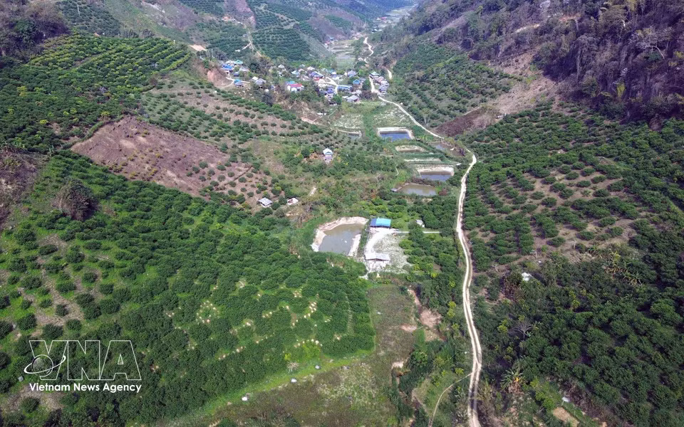 Phieng Khoai commune, Son La province currently has more than 2,600 hectares under plum cultivation, with off-season varieties accounting for over 20%. (Photo: VNA)