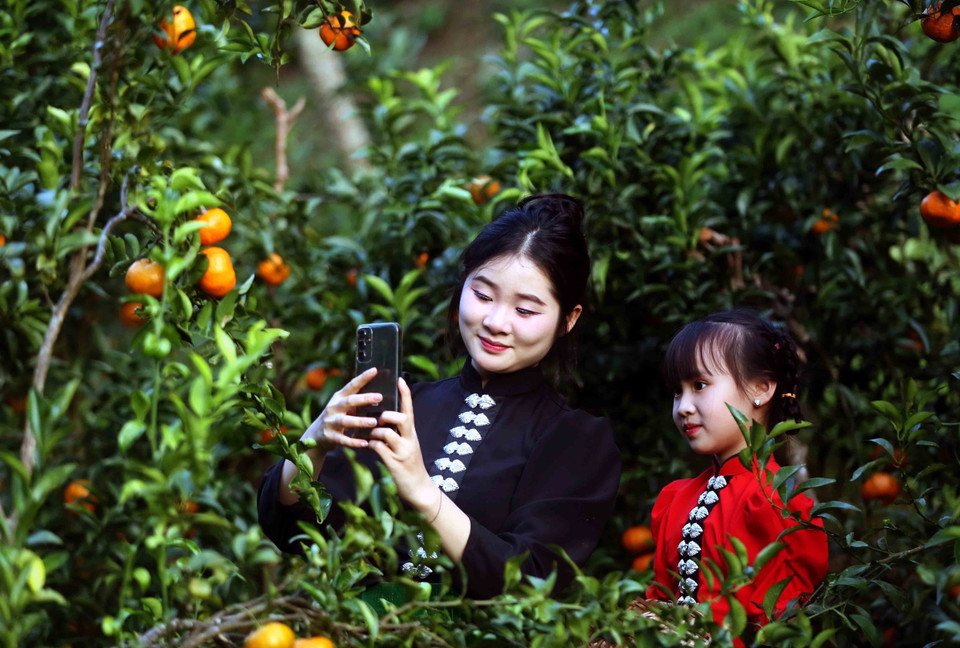 Visitors tour and experience mandarin orchards in Muong Yen hamlet, Chieng Coi ward. (Photo: VNA)
