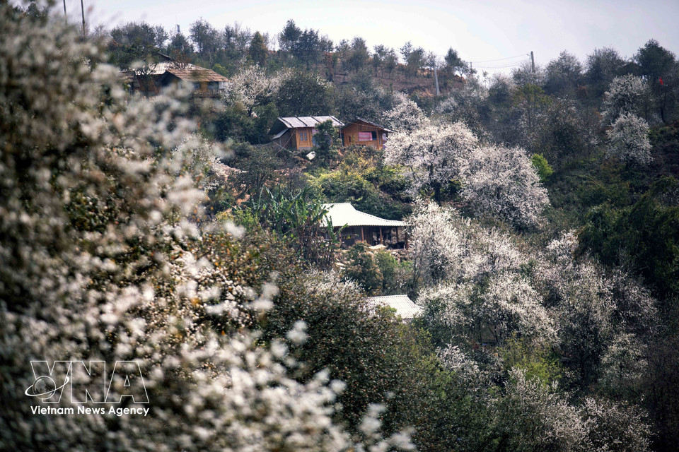 Hawthorn forests in Nam Nghiep village, Ngoc Chien commune (Photo: VNA)
