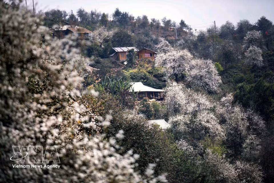 Hawthorn forests in Nam Nghiep village, Ngoc Chien commune (Photo: VNA)