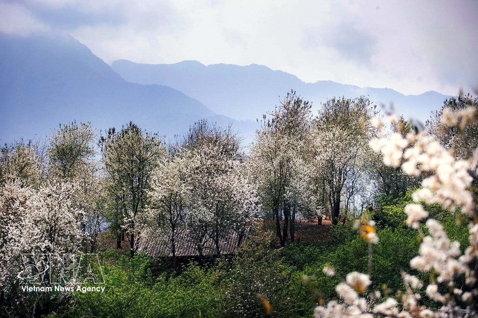 Hawthorn forests in Nam Nghiep village, Ngoc Chien commune (Photo: VNA)