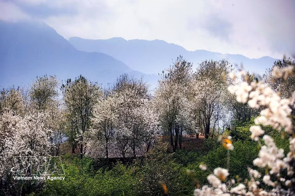 Hawthorn forests in Nam Nghiep village, Ngoc Chien commune (Photo: VNA)