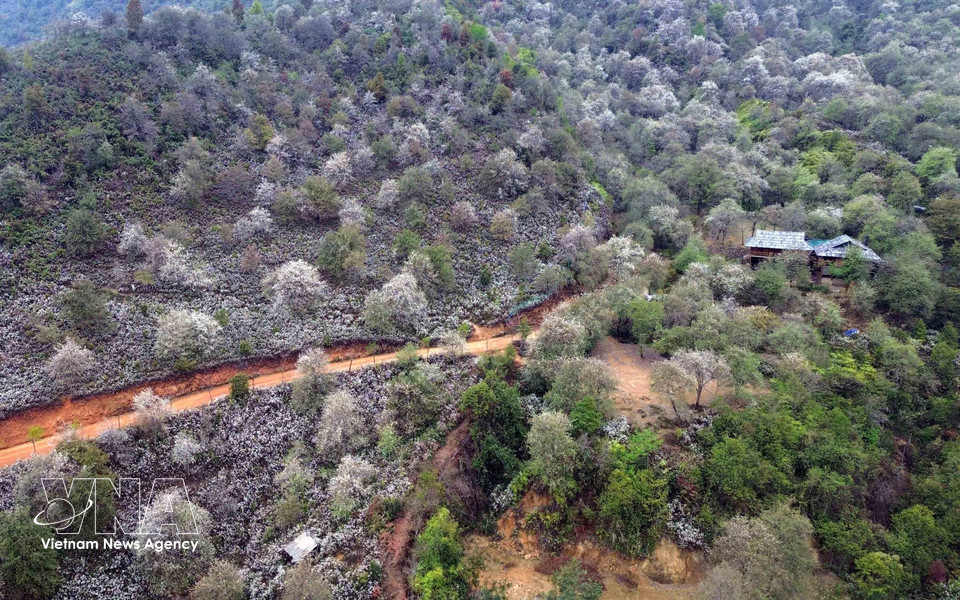 Hawthorn forests in Nam Nghiep village, Ngoc Chien commune (Photo: VNA)
