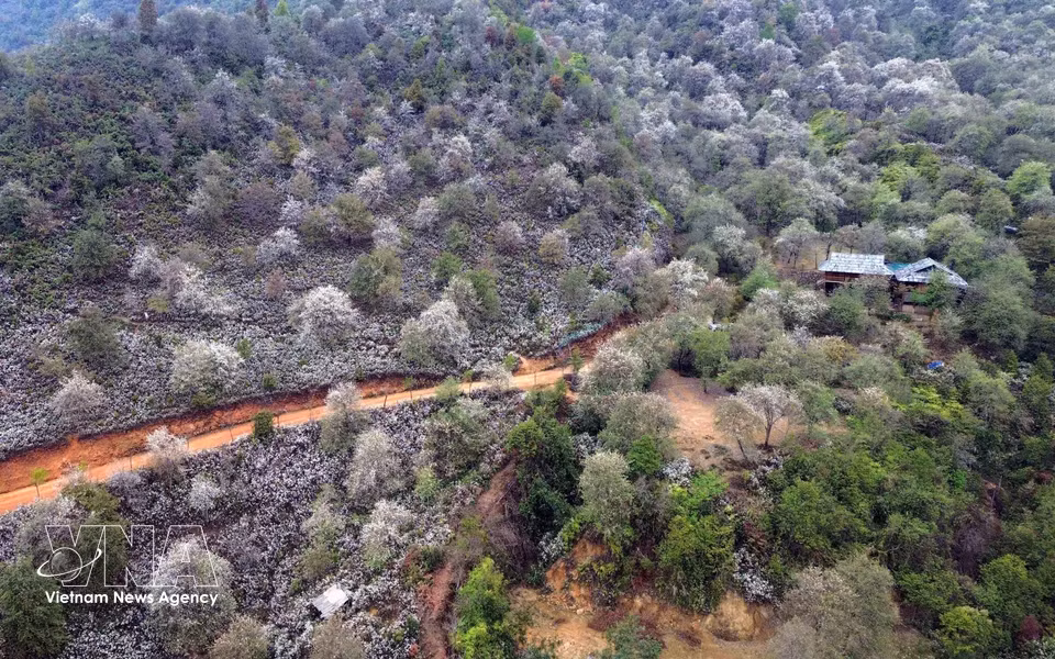 Hawthorn forests in Nam Nghiep village, Ngoc Chien commune (Photo: VNA)