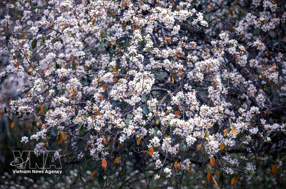 Hawthorn forests in Nam Nghiep village, Ngoc Chien commune (Photo: VNA)