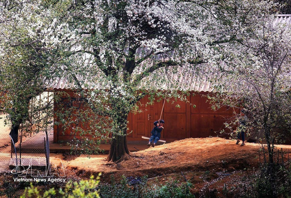 Hawthorn forests in Nam Nghiep village, Ngoc Chien commune (Photo: VNA)