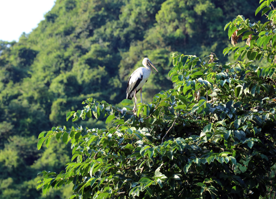 Strict protection measures are enforced, banning all hunting, harm to the birds, and damage to their habitat. (Photo: VNA)