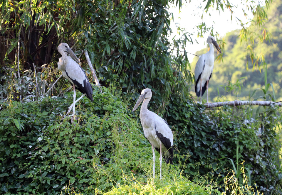 Birds at Thung Nham Bird Park, Ninh Binh. (Photo: VNA)