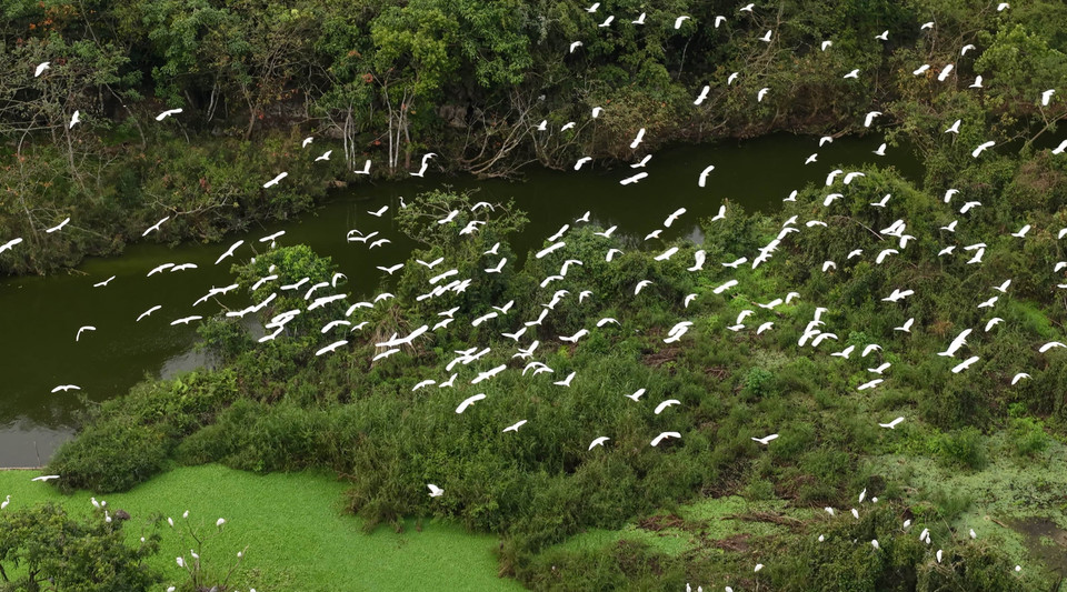 During the peak breeding season, from August to April in the lunar calendar, the park hosts tens of thousands of birds. (Photo: VNA)