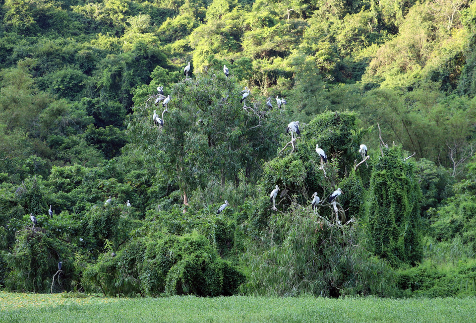 Strict protection measures are enforced, banning all hunting, harm to the birds, and damage to their habitat. (Photo: VNA)