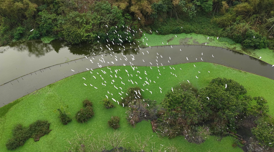 During the peak breeding season, from August to April in the lunar calendar, the park hosts tens of thousands of birds. (Photo: VNA)