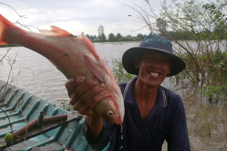 A farmer rejoices with a big fish caught from flooded fields. (Photo: VNA)