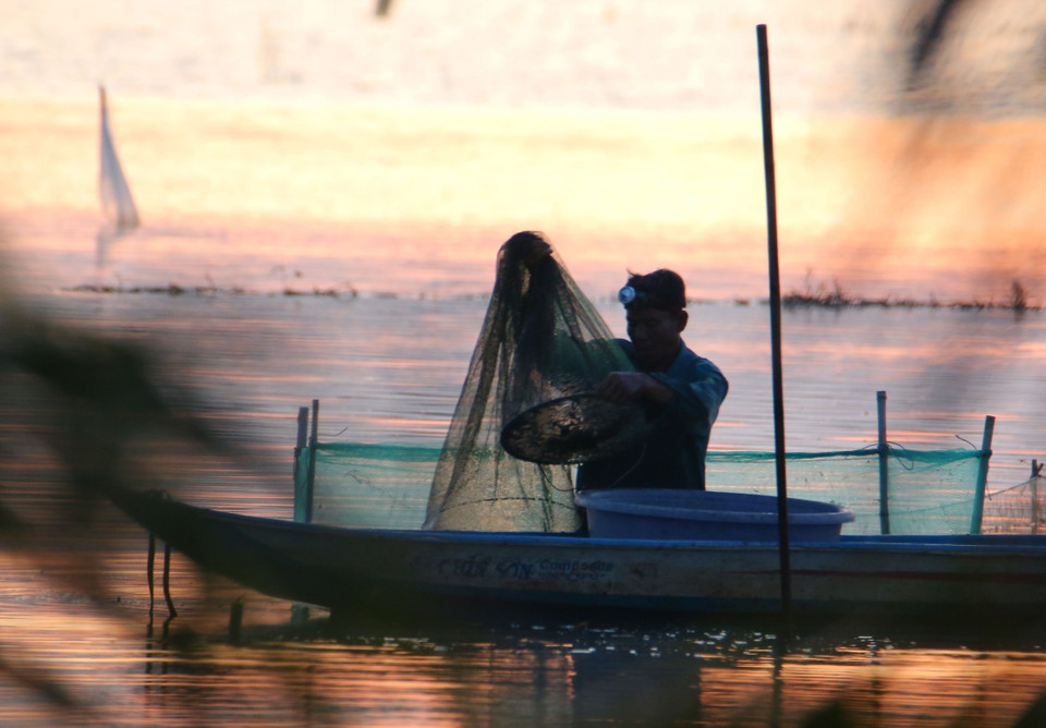 A farmer sets a trap to catch fish on a flooded field in Vinh Vien commune, Can Tho city. (Photo: VNA)