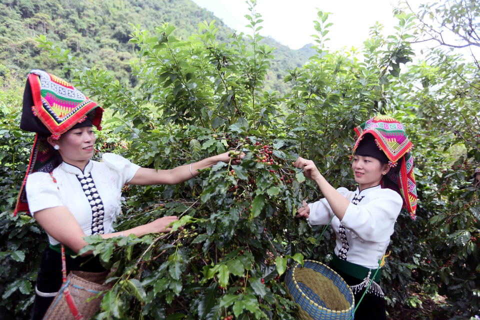 Farmers in Muoi Noi commune, Son La province harvest coffee cherries. (Photo: VNA)