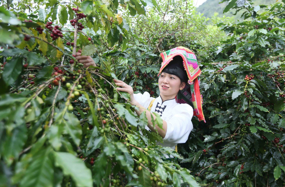 Farmers in Muoi Noi commune, Son La province harvest coffee cherries. (Photo: VNA)