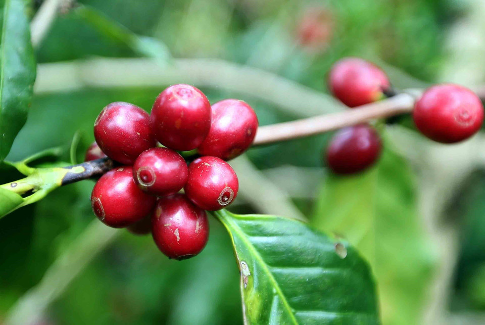 Son La now has the country’s largest area and output of Arabica coffee, with more than 30,000 hectares and an average annual yield of 40,000–50,000 tonnes of fresh cherries. (Photo: VNA)
