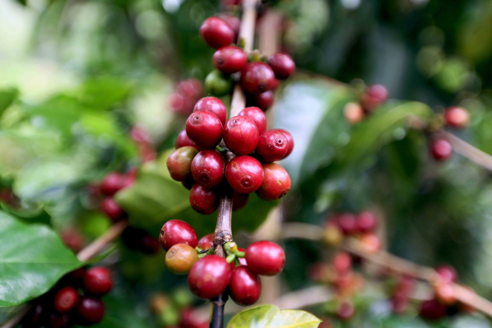 Son La now has the country’s largest area and output of Arabica coffee, with more than 30,000 hectares and an average annual yield of 40,000–50,000 tonnes of fresh cherries. (Photo: VNA)