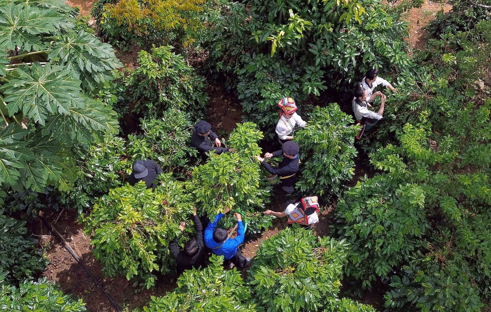 Farmers in Muoi Noi commune, Son La province harvest coffee cherries. (Photo: VNA)