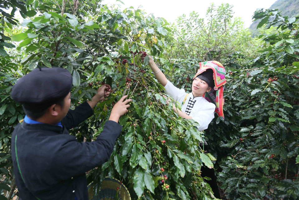 Farmers in Muoi Noi commune, Son La province harvest coffee cherries. (Photo: VNA)