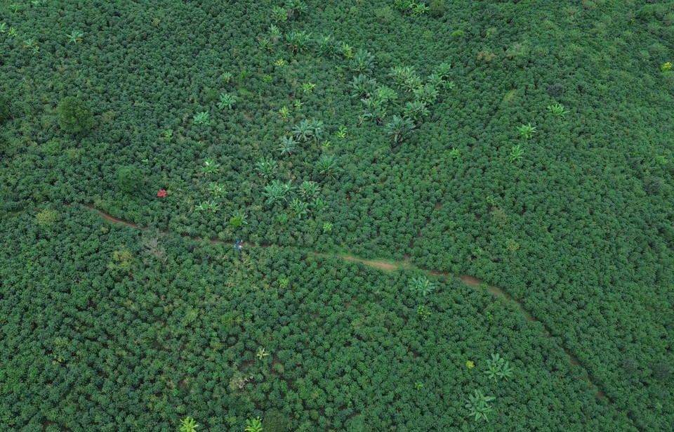 Coffee-growing area in Chieng Mai commune, Son La province. (Photo: VNA)
