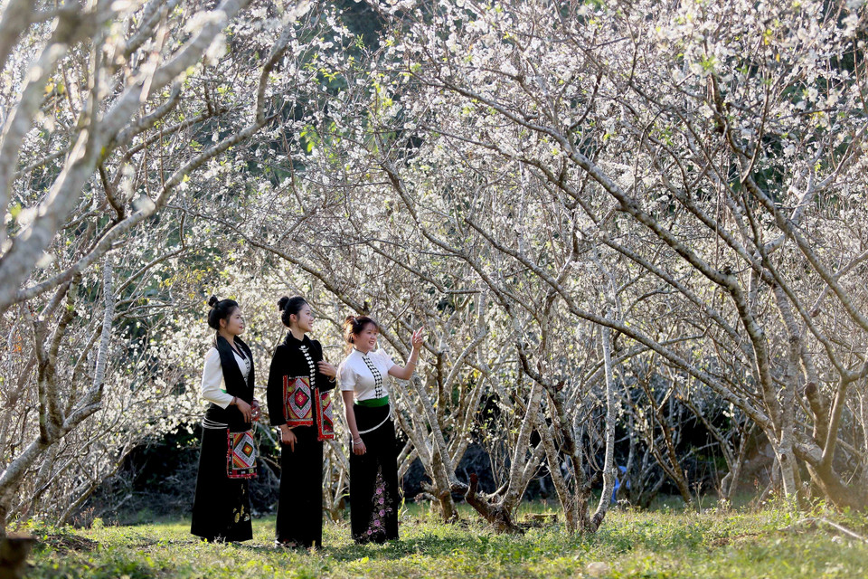 Visitors in traditional local costumes tours plum orchards in bloom in Hom village, Chieng Coi ward, Son La province. (Photo: VNA)