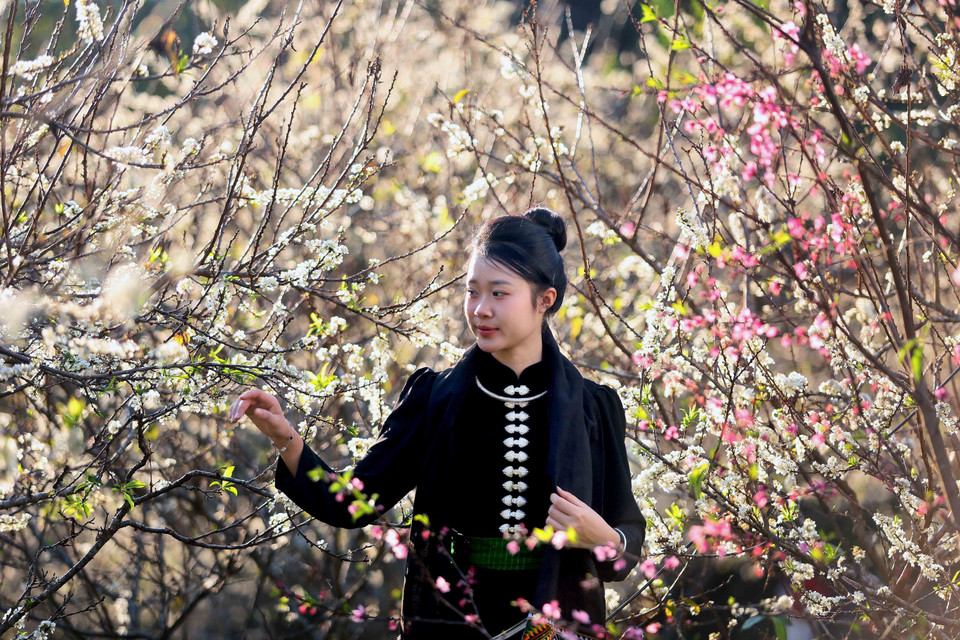 A visitor in traditional local costume tours plum orchards in bloom in Hom village, Chieng Coi ward, Son La province. (Photo: VNA)