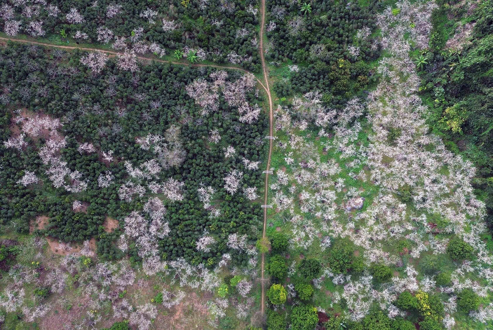 Plum orchards in full bloom in Hom village, Chieng Coi ward, Son La province. (Photo: VNA)