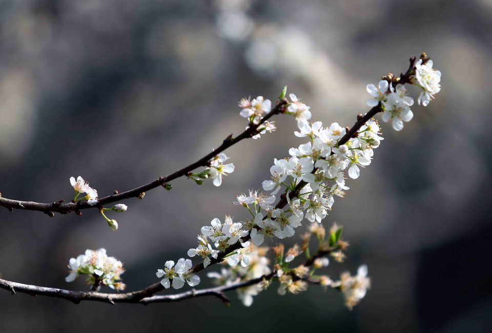Plum blossoms in full bloom in Hom village, Chieng Coi ward, Son La province. (Photo: VNA)