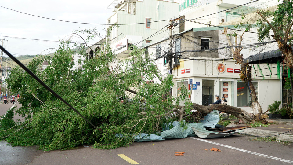 After the typhoon passed, scenes of devastation were seen on many streets in Quy Nhon ward (Gia Lai), where numerous trees, light poles, corrugated roofs, and signboards were blown down. (Photo: VNA)