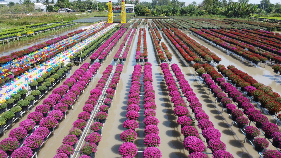 Multi-coloured chrysanthemum pompon flowers of the Tan An flower and ornamental plant production and supply cooperative group (Sa Dec ward) are grown on raised platforms. (Photo: VNA)