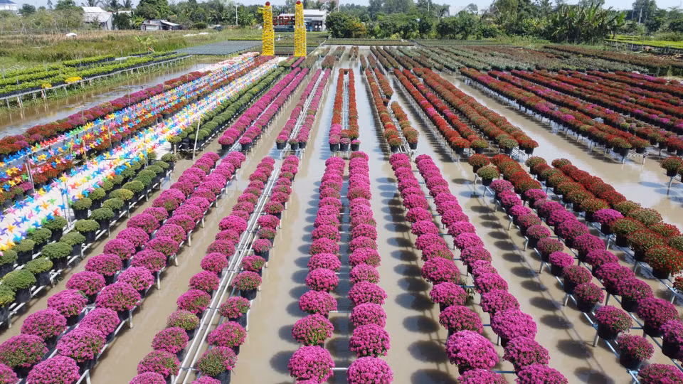 Multi-coloured chrysanthemum pompon flowers of the Tan An flower and ornamental plant production and supply cooperative group (Sa Dec ward) are grown on raised platforms. (Photo: VNA)