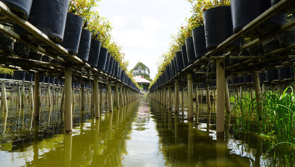 Flowers and ornamental plants grown on raised platforms are not affected by flooding, allowing year-round production. (Photo: VNA)